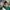Denis Neves