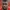 Guly Do Prado