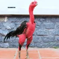 Avatar of doconga1231